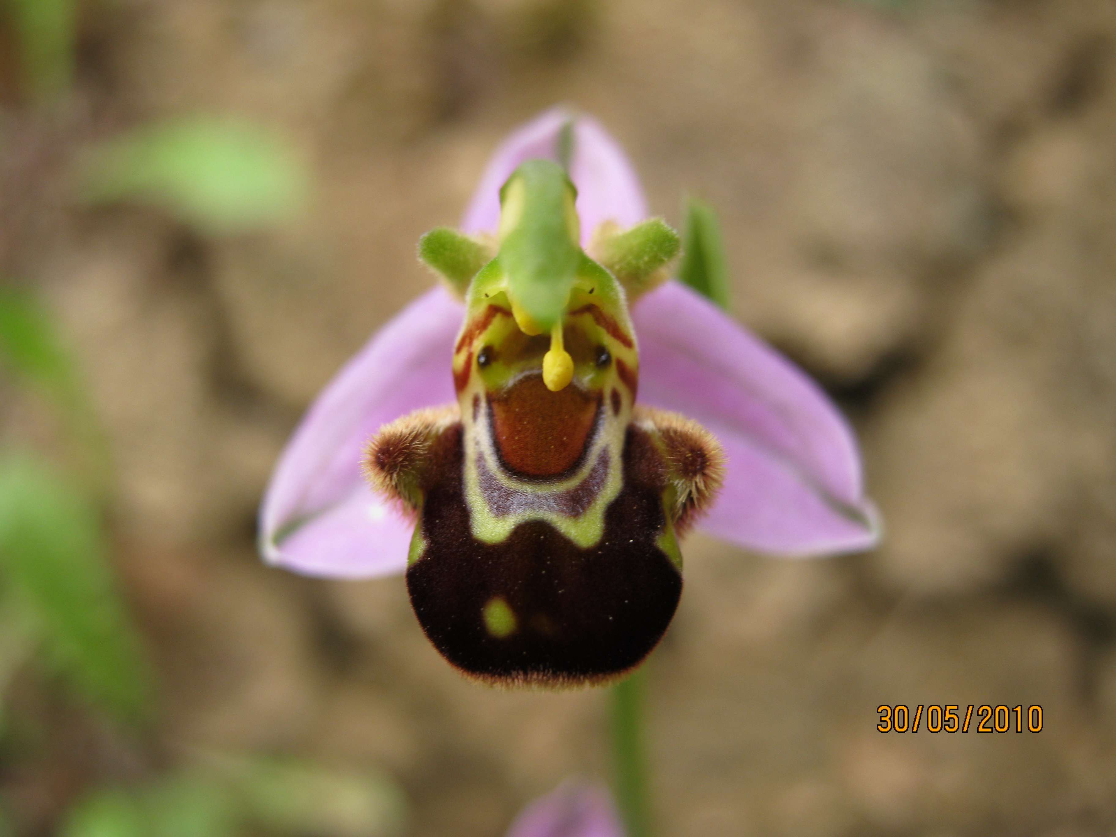 Variabilit Ophrys apifera